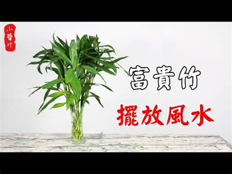 開運竹放陽台|開運竹風水禁忌與擺放位置指南：助你提升家居風水、。